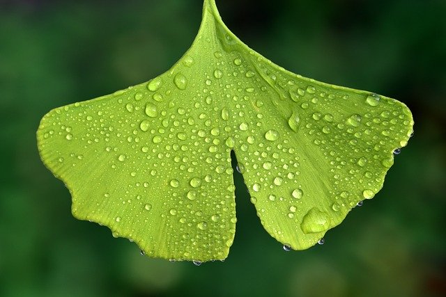 Ginkgo sexualprobleme 2