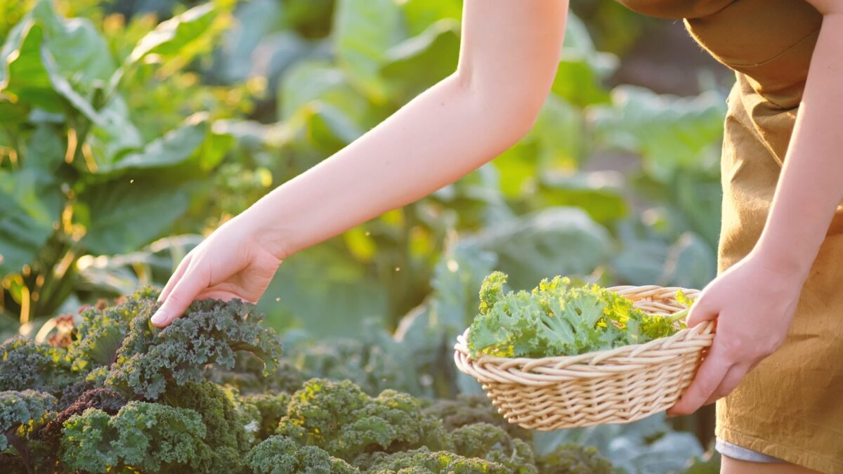 6 Vorteile des eigenen Gemüsegarten