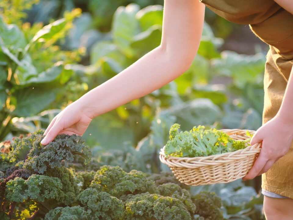 6 Vorteile des eigenen Gemüsegarten