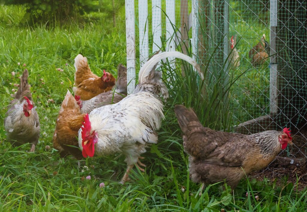 Kleiner Betrieb mit eigener Geflügelfarm züchtet Hühner für eine gesunde und ausgewogene Ernährung