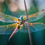 Solarbetriebene Libelle dominiert Sommerhimmel